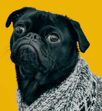 Pet life 宠物生活