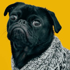 Pet life 宠物生活